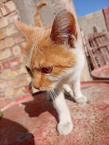 Кошки: Кошка даром: Беспородная, 1 год, Мальчик, Приучена к лотку — 1