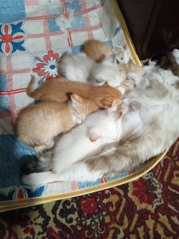 кошка шотланка: Котята домашние, от кошки с пушистой шерстью. Окрас разный: рыжие и