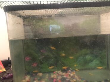 akvarium baliqlar: Rəngli, qızılı danio baliqları akvariumla birgə satılır