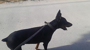 balaca meymun satisi: Doberman — 5