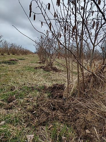 Torpaq sahələrinin satışı: Kənd təsərrüfatı -da lalafo.az — 5 Torpaq sahələrinin satışı: Kənd təsərrüfatı — 5
