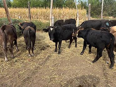 коровы дойные: Продаю | Бык (самец) | На откорм — 8