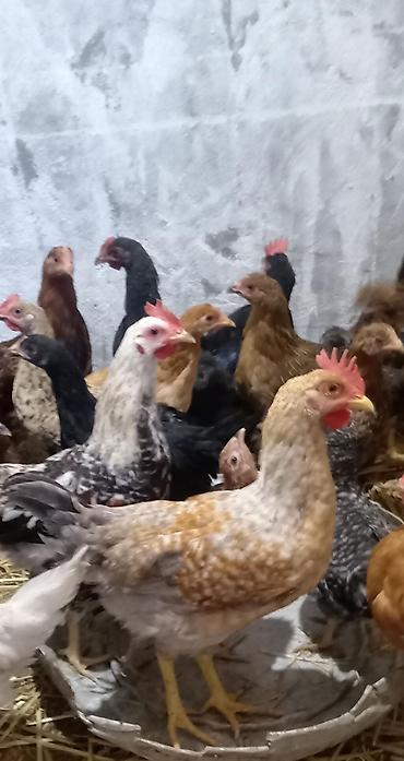 xoruz gence: Qarışıq cins ev toyuqları satılır - Növ: yerli qarışıq cins toyuq və — 1