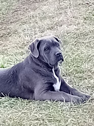 haski na prodaju: Cane Corso stenci stari 4 meseca Muzjaci i zenke na prodaju Šabac