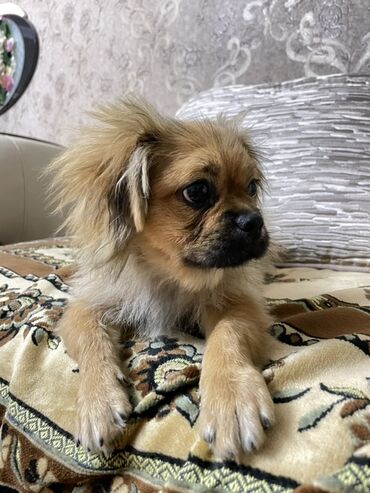 İtlər: Pekines, 6 ay, Erkek