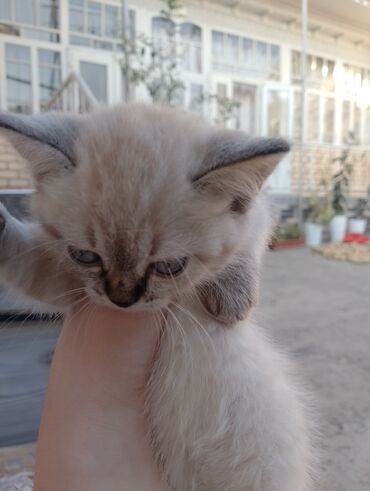 кошка домашняя: Британ кыска жүндүү, 2 айлык, Ургаачы, Лотокко барууга үйрөтүлгөн, Курттардан тазаланган, Эмделген