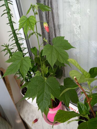 Otaq bitkiləri: 6-7azn aralığında dibçək gülləri satılır — 11