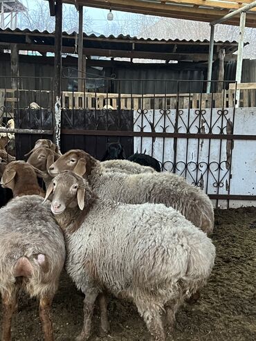 овцы дорпер: Продаю | Овца (самка) | Арашан | Для разведения | Матка