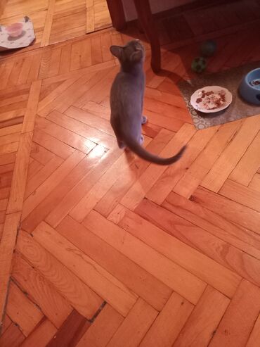 Pişiklər: Şotland, Erkək, Yaxşı əllərə — 7