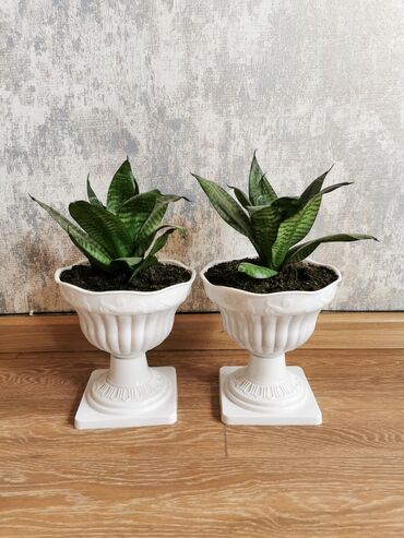 puste agaci satilir: Sansevieria mini. Qabla birlikdə satılır. Sağlam bitkilərdir. Əldə iki