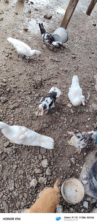 heyvan bazari quslar: 2 aylıq lal ordekler satılır tam saglam dır — 2