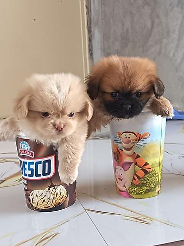 pekin ördeği: Pekines, 1 ay, Erkək, Ünvandan götürmə — 2