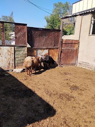 Продам с/х животных: Продаю | Баран (самец) — 6