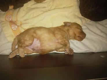 cins itler: 🐶 Bakıda Maltipoo balaları satılır — 7 bala! ❤️ 6 oktyabr 2026-cı il — 6