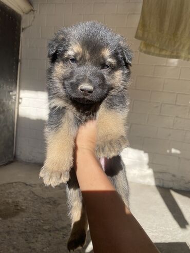 срочно продаю в связи с переездом: Немис овчаркасы, 1 айлык, Эркек