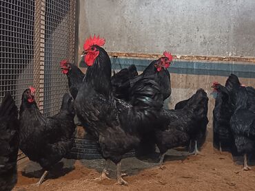Toyuqlar: Toyuq, Australorp, Damazlıq, Ödənişli çatdırılma — 9