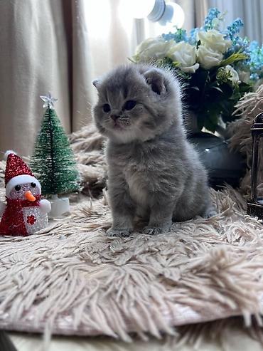 Pişiklər: Britan — 4