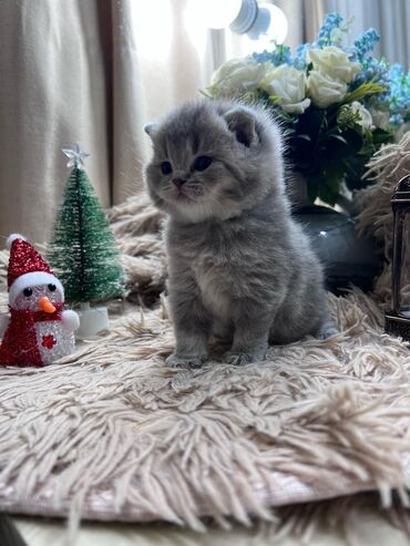 Pişiklər: Şotland yastı qulaq, Erkək, Dişi, Yaxşı əllərə, Ünvandan götürmə, Pulsuz çatdırılma, Ödənişli çatdırılma — 1