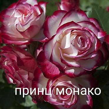 садовые розы: Саженцы — 6