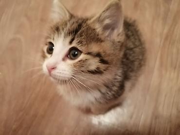 Продажа кошек: Котята домашние, полубританцы, два мальчика крупные, один мальчик — 3