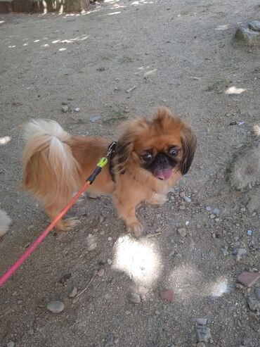 Собаки: Пекинес, 4 года, Самка, Самовывоз