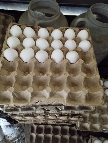 яйцо фазана: Домашние куриные белые яйца на продажу