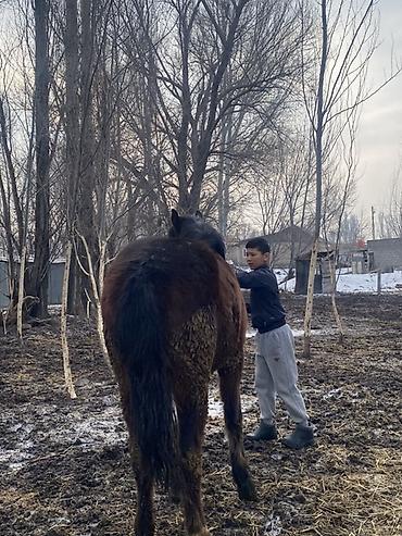 Лошади, кони: Продаю | Жеребенок | Полукровка | Рабочий — 9