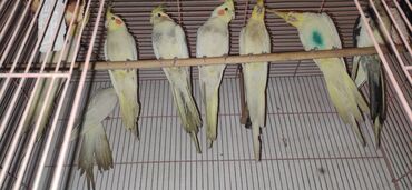 Птицы: Продается рабочие готоые белые кореллы (нимфа) кореллы а так же по