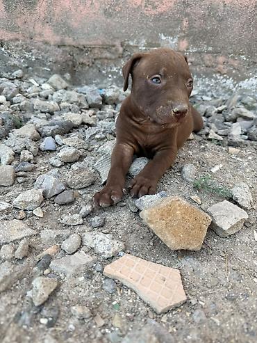 İtlər: Pitbul, 1 ay — 14