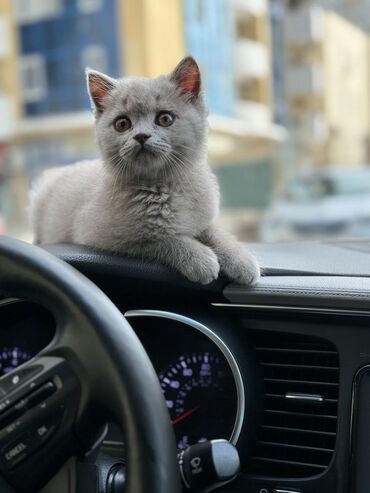 pisik cutlesdirmek: Şotland, Erkək, Cütləşmə üçün, Ödənişli çatdırılma