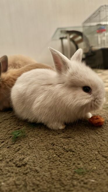 коендор: Новенькие малышки порода - львиная голова🐰🥰. 5 ноября будет месяц😍