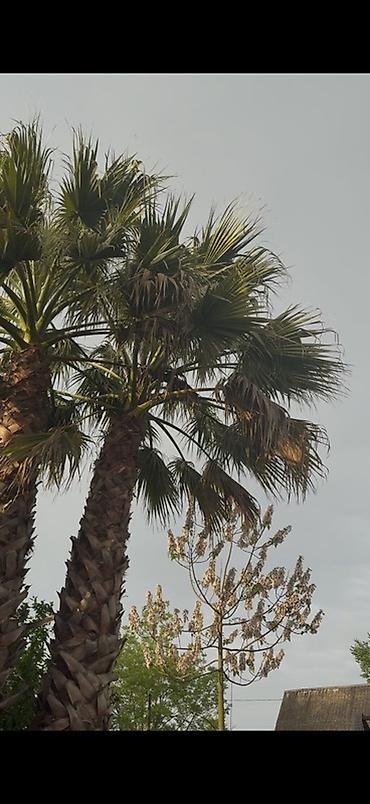 iran xurması ağacı: Məhsul: Dekorativ palma ağacı (Washingtonia/ fan-palma tipli) Təsvir — 1
