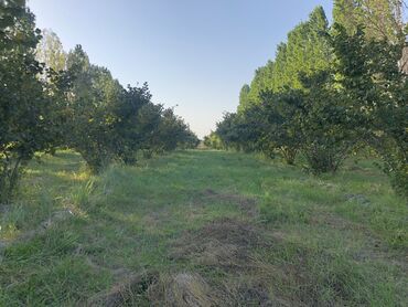 mehemmedi kendi: 75 sot, Kənd təsərrüfatı, Barter mümkündür, Kupça (Çıxarış)