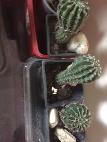 Kaktus: Kaktusi 100 dinara na lalafo.rs — 10 Kaktus: Kaktusi 100 dinara — 10