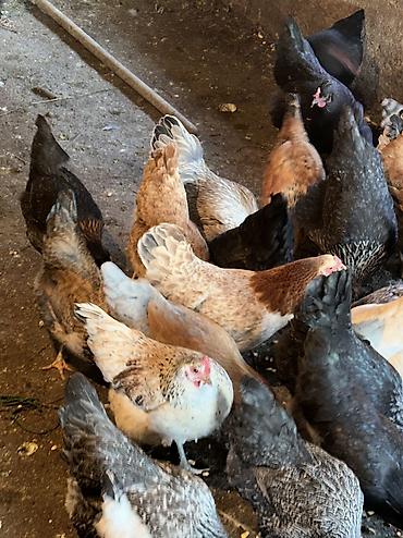 Птицы: Домашние куры — 6