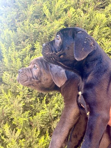 İtlər: Kane-Korso, 2 ay — 15