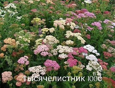 Другие виды семян и саженцев: Все растения что на фото, есть в наличии — 10