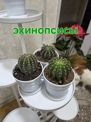 Кактусы: Эхинопсисы в горшках - Род: Echinopsis (кактусы-шаровидной формы с — 4