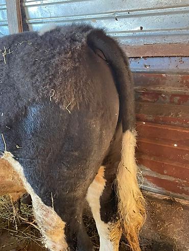 Коровы, быки: Продаю | Корова (самка) | Для молока — 18