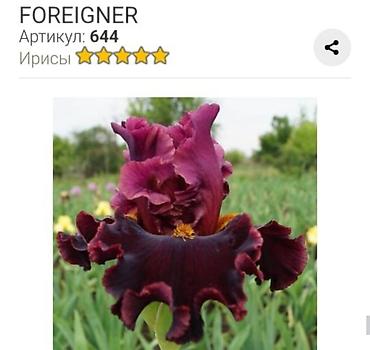 Другие садовые цветы и кустарники: Ирисы бородатые, сортовые в продаже корниделенки по одному вееру🌺 — 21