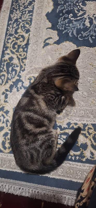 Отдам даром кошку: Отдам в хорошие руки кошечек. порода британки. им 4 месяца. к лотку — 2