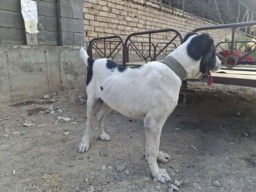 сколько стоит той терьер: Алабай, 5 месяцев, Самка, С прививкой, С родословной
