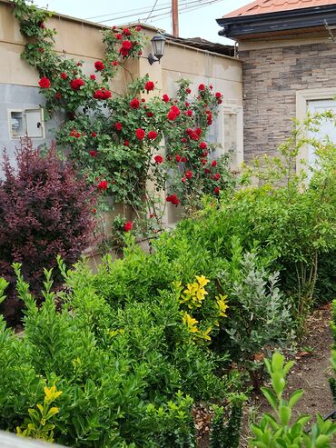 Bağ evlərinin kirayəsi: Şüvəlan qəs., 195 kv. m, 4 otaqlı, Hovuzlu, Qaz, İşıq, Artezian quyusu -da lalafo.az — 17 Bağ evlərinin kirayəsi: Şüvəlan qəs., 195 kv. m, 4 otaqlı, Hovuzlu, Qaz, İşıq, Artezian quyusu — 17