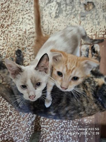 Мышыктар: Котята от домашней кошки - Помёт из двух котят: один кремово-бежевый — 4