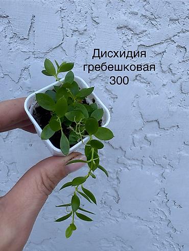 Бегонии: Продаю комнатные цветы. Бегонии декоративно-лиственные, кодиум — 9