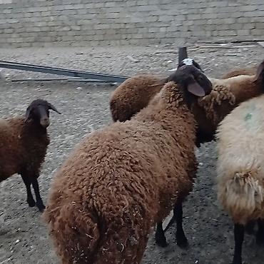 metis qoyun: Qoyun sürüsü – yerli qaragül/yerli tərəkəmə tipli, qəhvəyi və açıq — 3