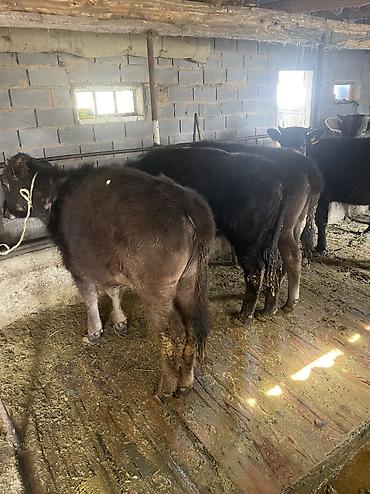 Коровы, быки: Продаю | Тёлка, Музоо, торпок — 7