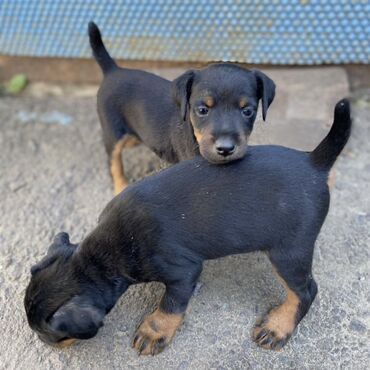 чиста кровный алабай: 2 айлык, Эркек