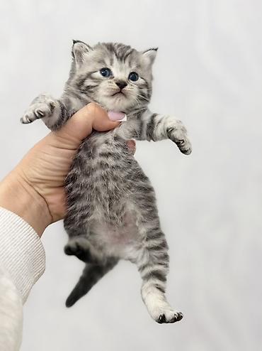 Продажа кошек: ❗️❗️❗️❗️Шотландские котята с вислоухими ушками (Scottish Fold) и с — 8