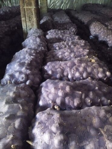 Чеснок: Чеснок Самовывоз — 17